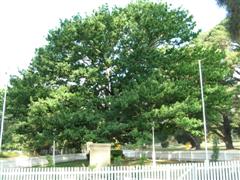 Federation Oak Tree (1890), Berrima