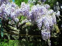 Wisteria Arbour