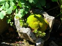 Mossy stone