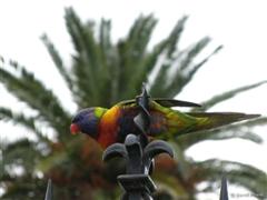 Parrot: Splash of living colour, Parliament Reserve